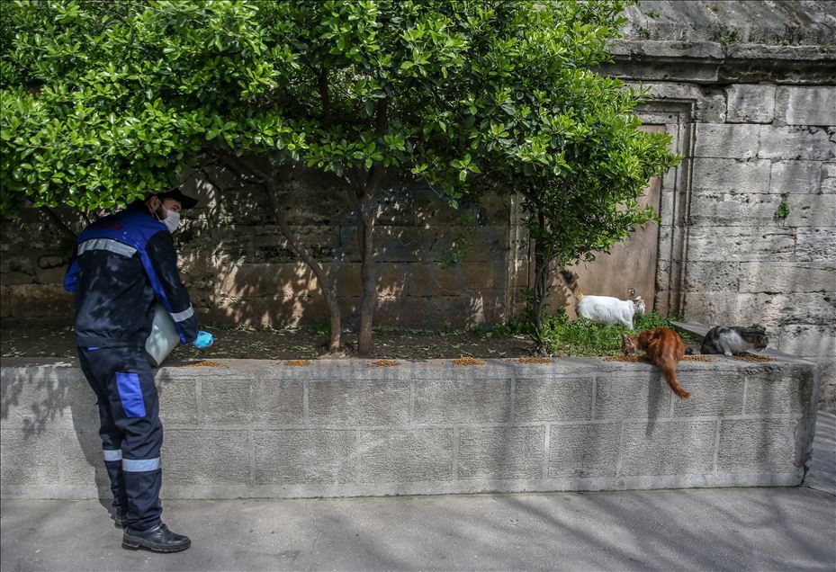 Autoridades turcas cuidan a los animales callejeros en Estambul