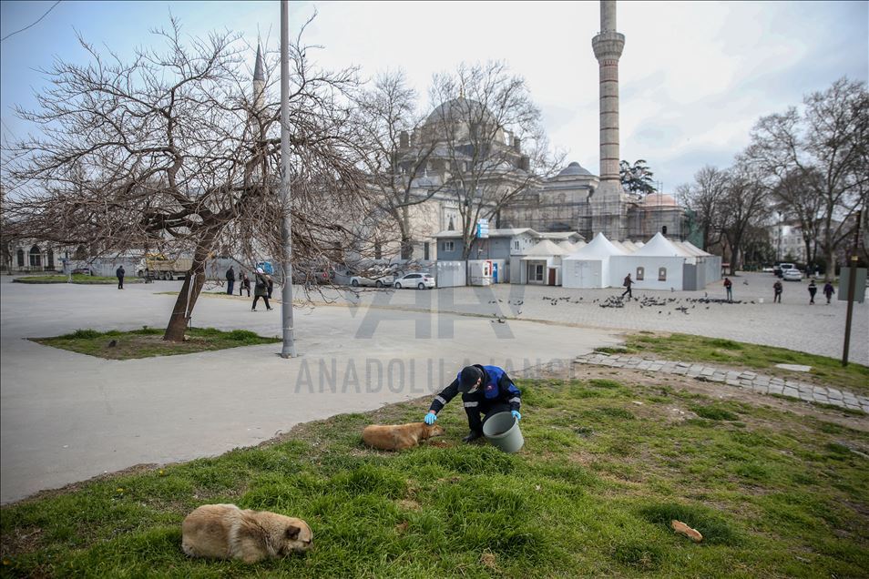 Autoridades turcas cuidan a los animales callejeros en Estambul