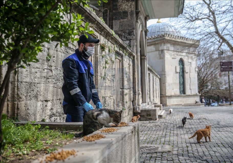 Autoridades turcas cuidan a los animales callejeros en Estambul