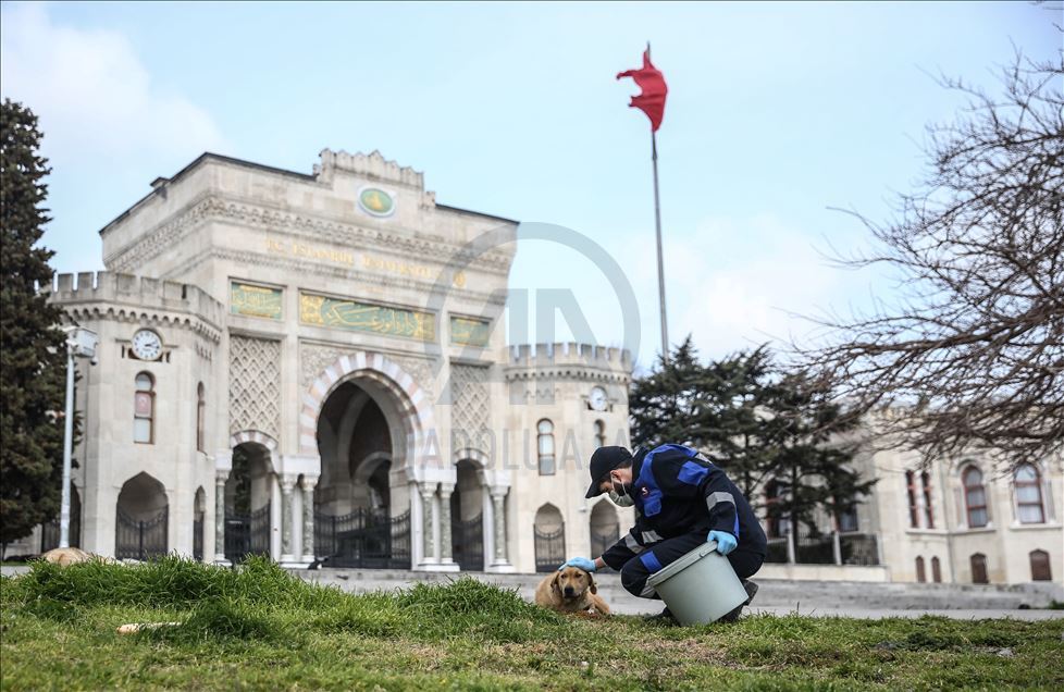 Autoridades turcas cuidan a los animales callejeros en Estambul