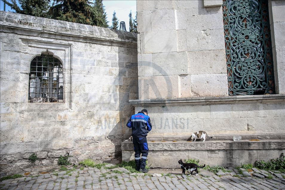 Autoridades turcas cuidan a los animales callejeros en Estambul