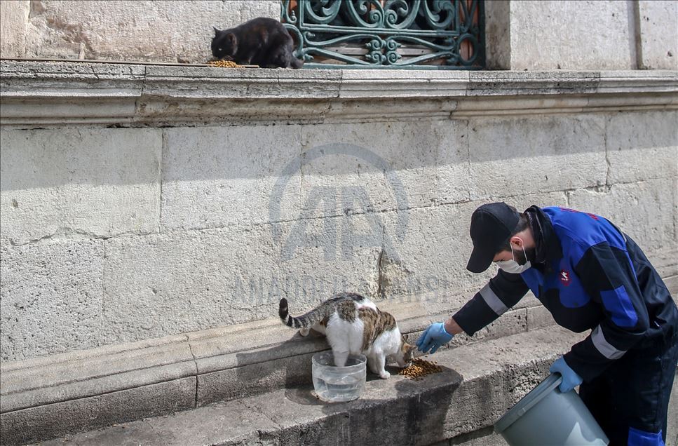 Autoridades turcas cuidan a los animales callejeros en Estambul