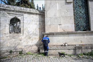 Autoridades turcas cuidan a los animales callejeros en Estambul