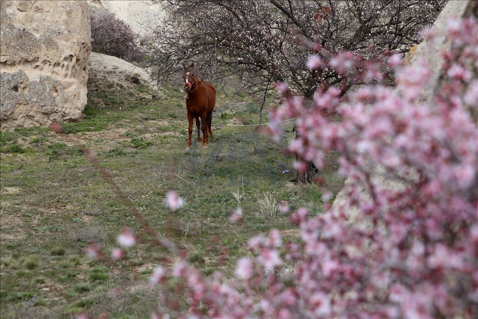Çiçek açan kayısı ve badem ağaçları Kapadokya'ya renk kattı
