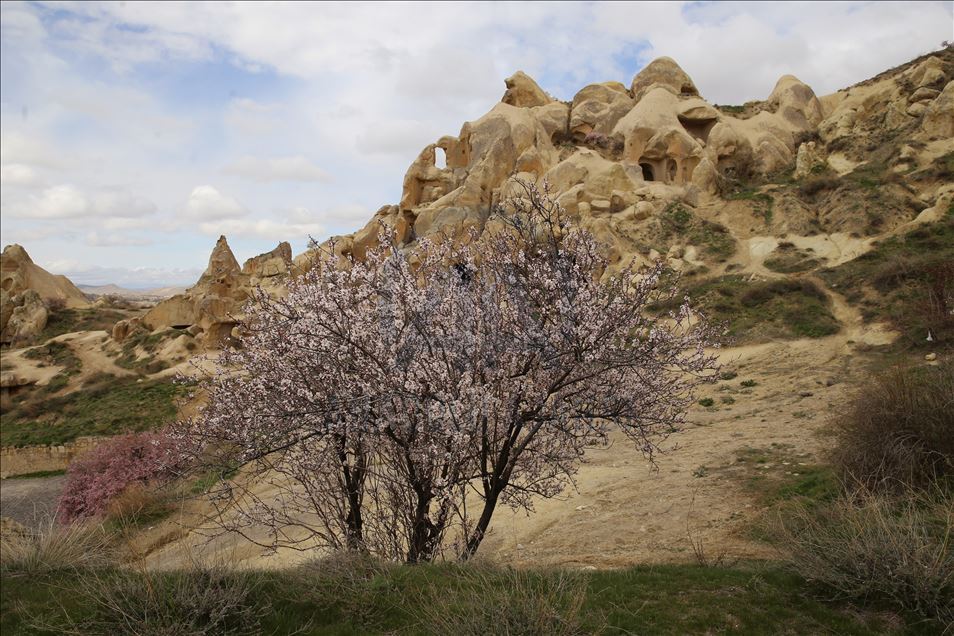Çiçek açan kayısı ve badem ağaçları Kapadokya'ya renk kattı
