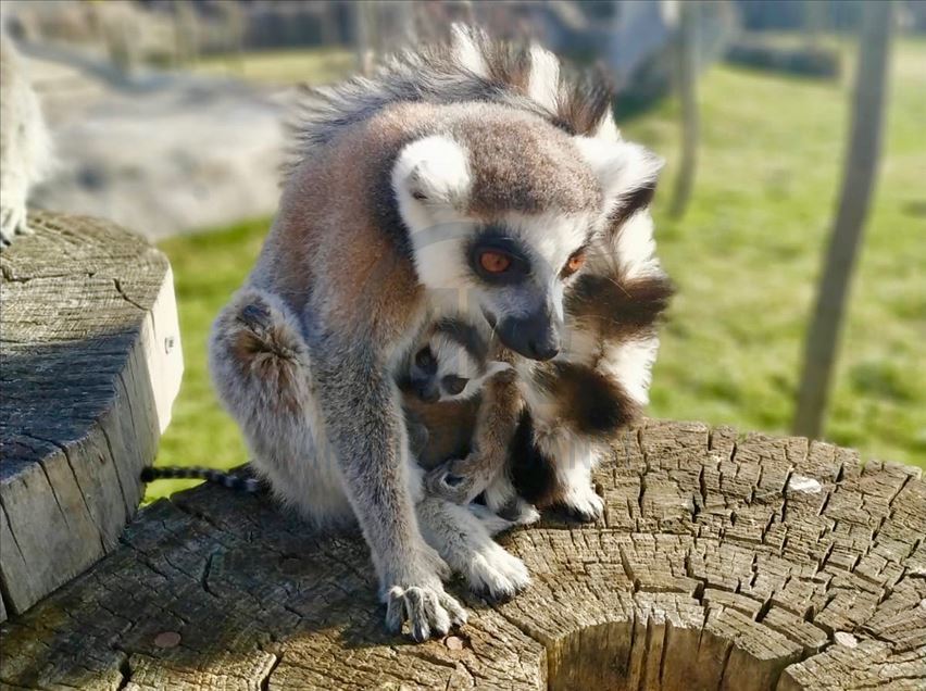 Eskişehir Hayvanat Bahçesi'ndeki lemur yavrularının "isim babası" çocuklar olacak