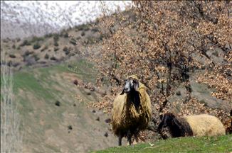 Mêrgeyên Bidlîsê bi hatina biharê şên bûn