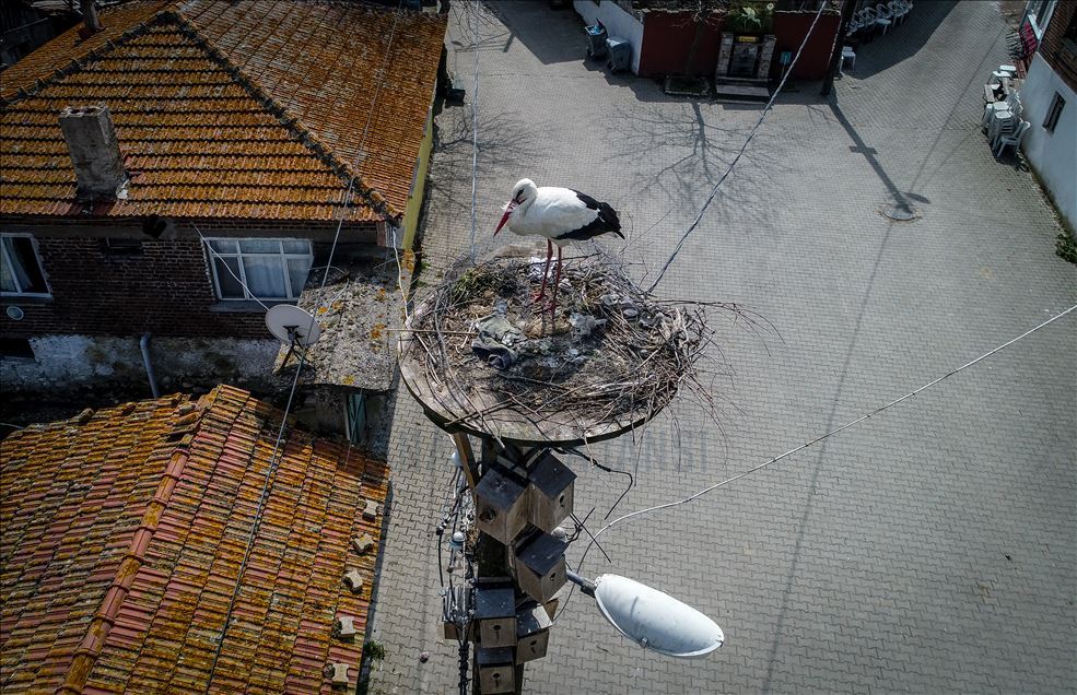 Bursa'nın 'Leylek Köyü' kuş cenneti olacak