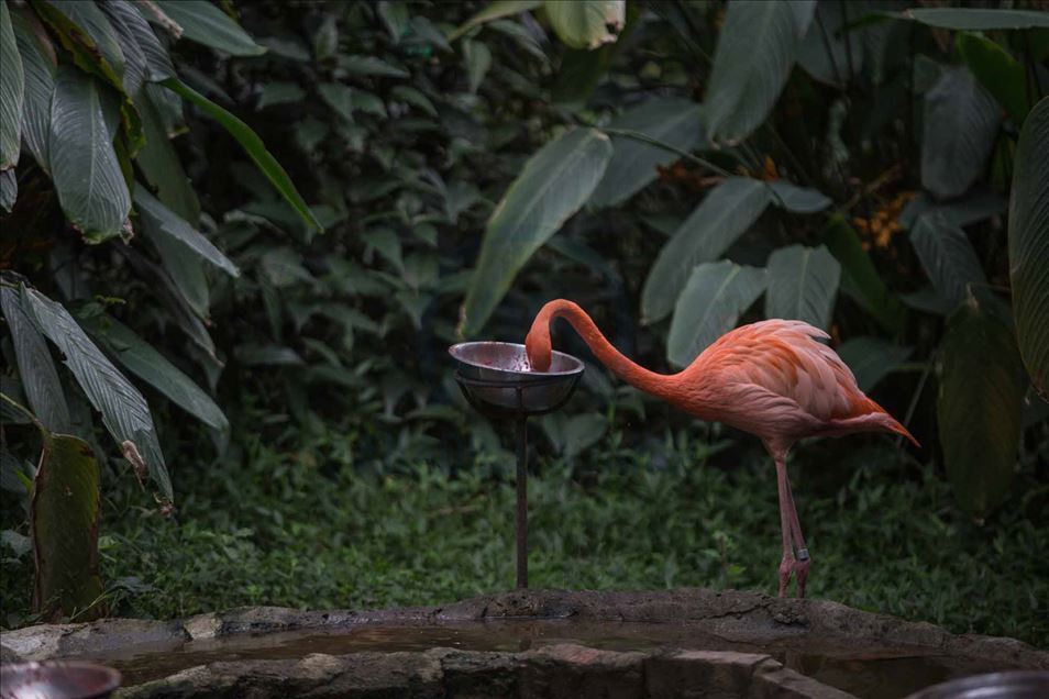 El COVID-19 pone en riesgo los recursos para alimentar a cientos de animales en resguardos y zoológicos de Colombia