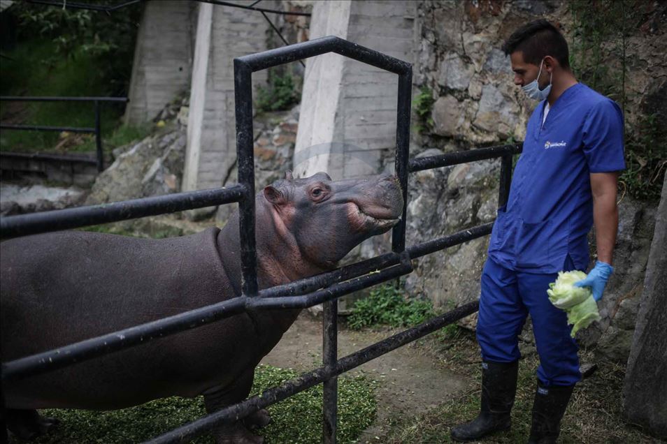 El COVID-19 pone en riesgo los recursos para alimentar a cientos de animales en resguardos y zoológicos de Colombia