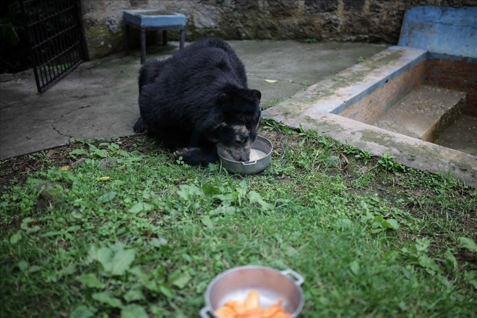 El COVID-19 pone en riesgo los recursos para alimentar a cientos de animales en resguardos y zoológicos de Colombia