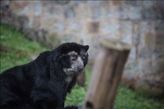 El COVID-19 pone en riesgo los recursos para alimentar a cientos de animales en resguardos y zoológicos de Colombia