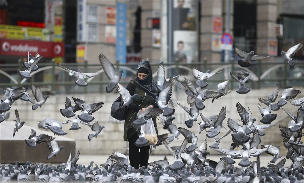 Pigeons of Ankara at Ulus Square