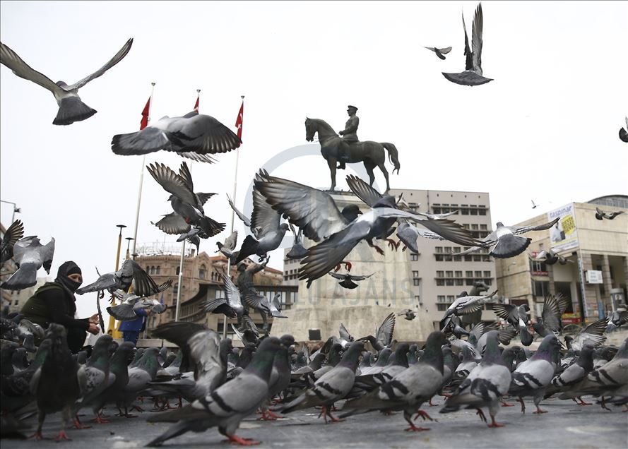 Pigeons of Ankara at Ulus Square