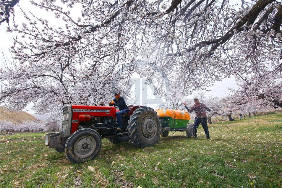 Malatya'da kayısı ağaçları çiçek açtı