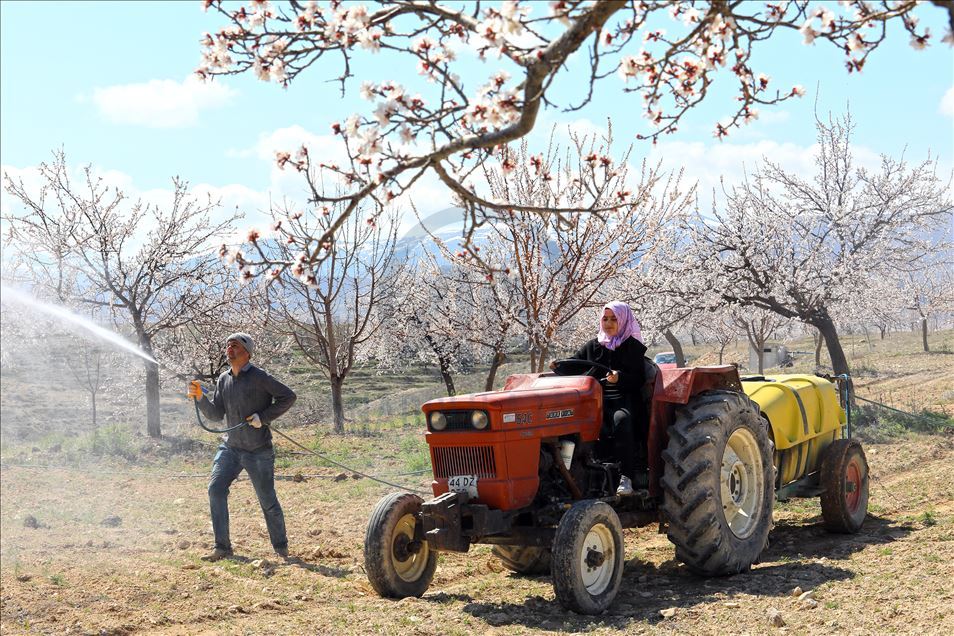 Malatya'da kayısı ağaçları çiçek açtı