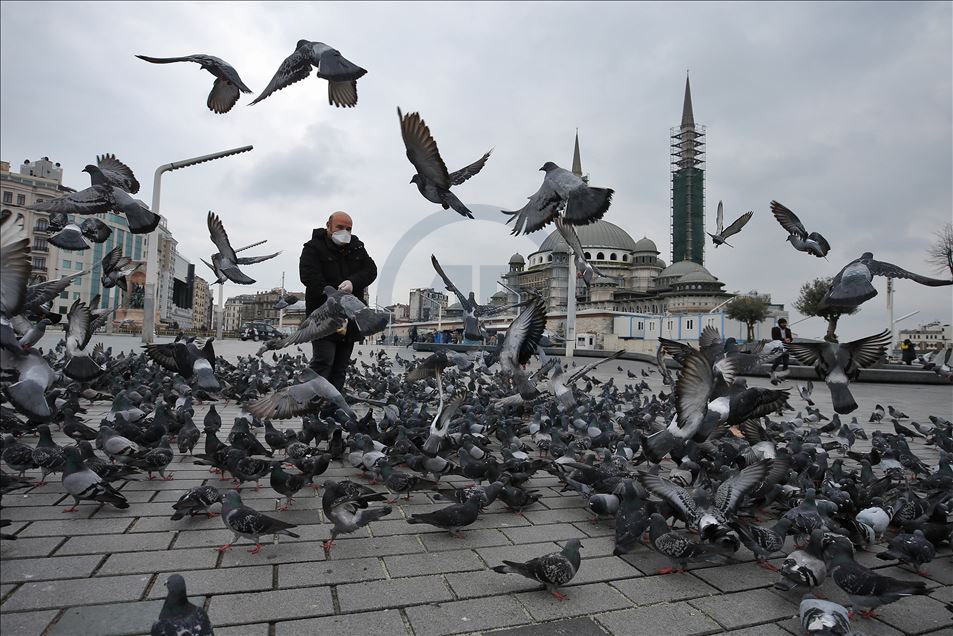 Pëllumbat, banorët e vetëm të shesheve simbolike të Stambollit

