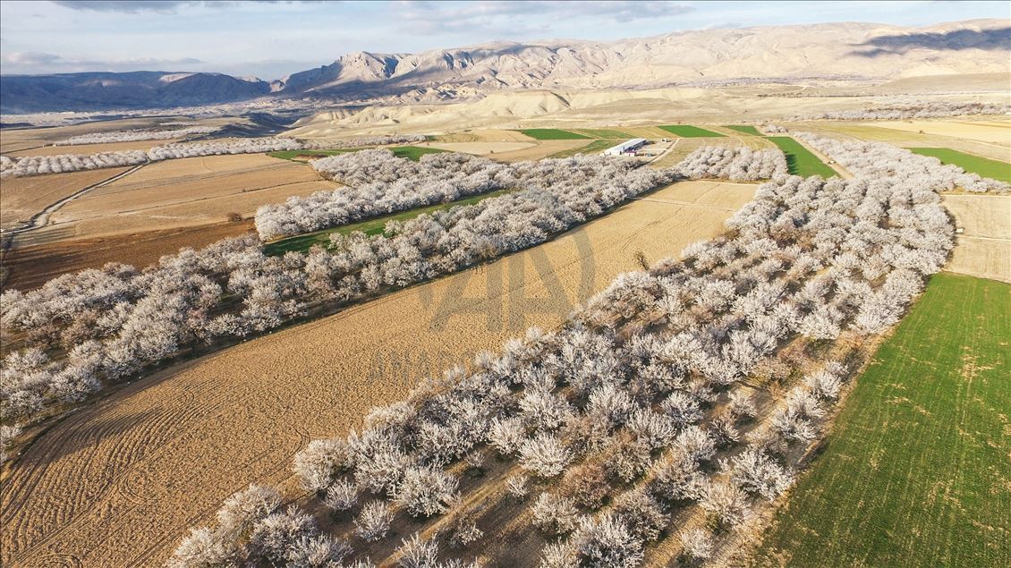 Malatya'da kayısı ağaçları çiçek açtı