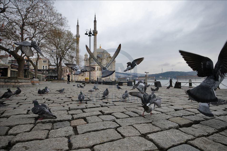 Pëllumbat, banorët e vetëm të shesheve simbolike të Stambollit
