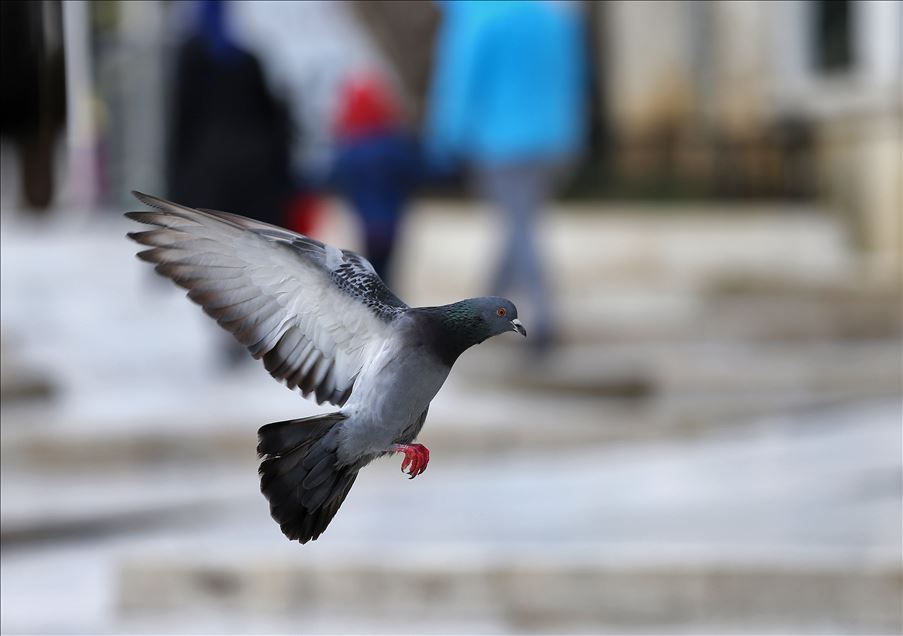 İstanbul'un simge meydanlarının tek sakini güvercinler