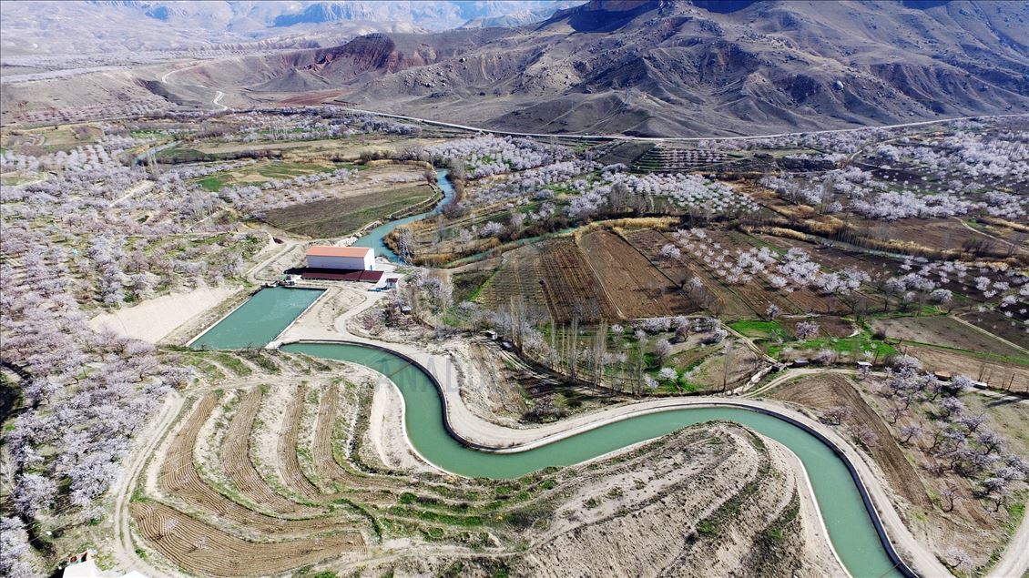 Malatya'da kayısı ağaçları çiçek açtı