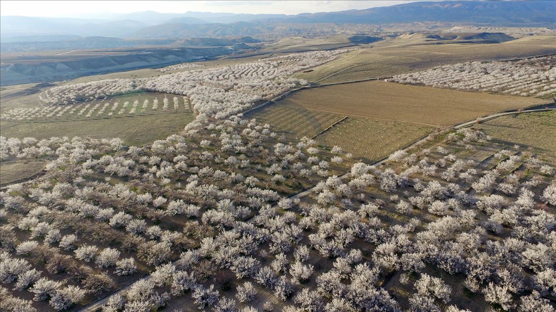Malatya'da kayısı ağaçları çiçek açtı