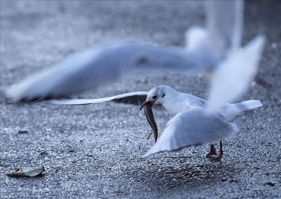 Seagulls in Ankara