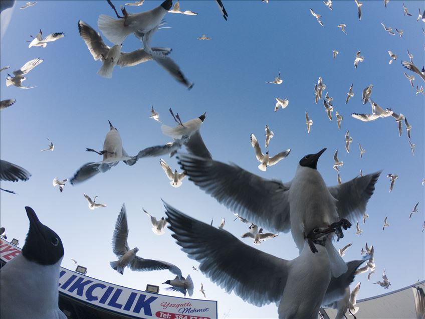 Seagulls in Ankara