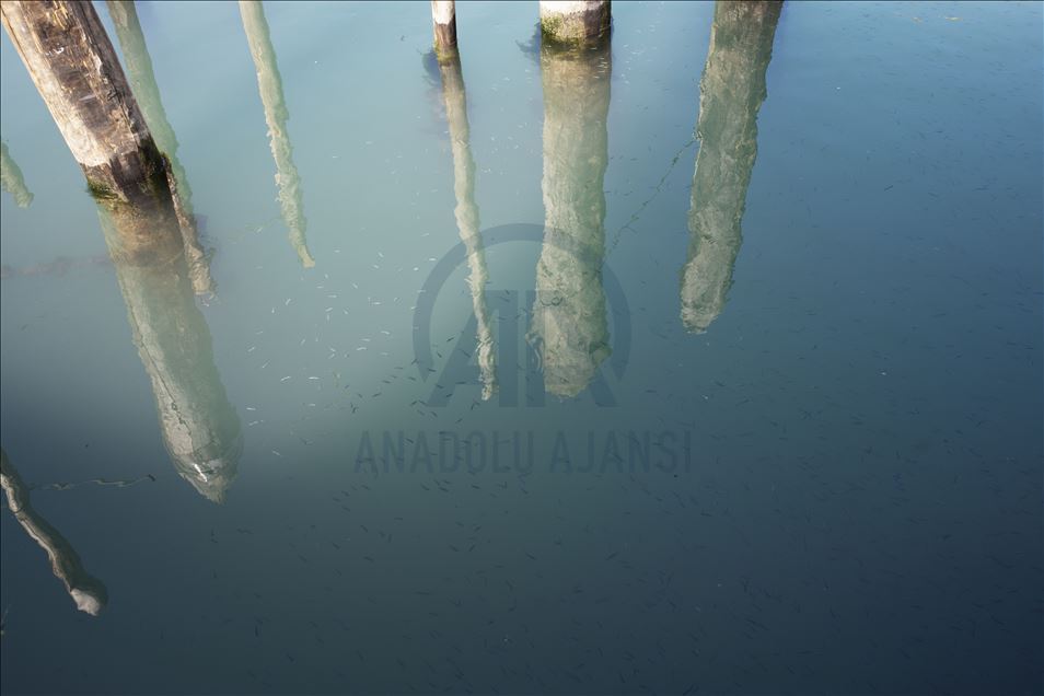 Kanal-kanal Venezia kembali jernih akibat karantina virus korona