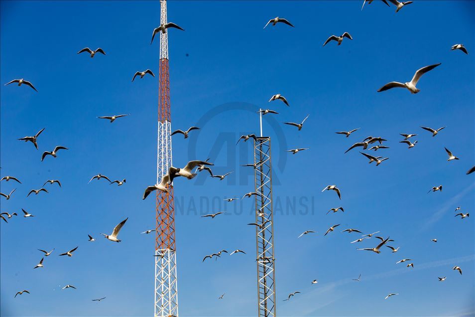Seagulls in Ankara
