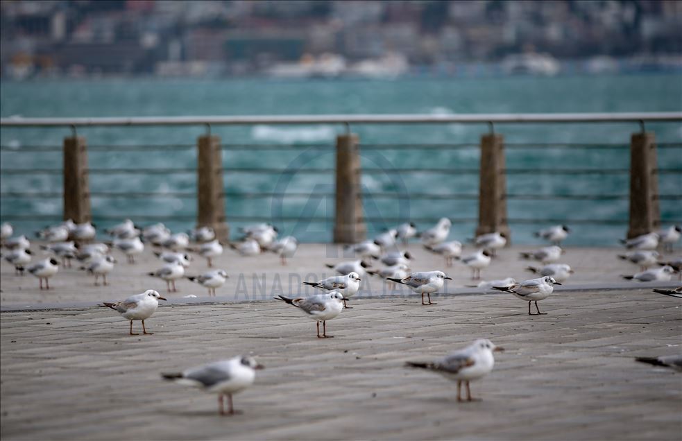 İstanbul sahilleri sessiz