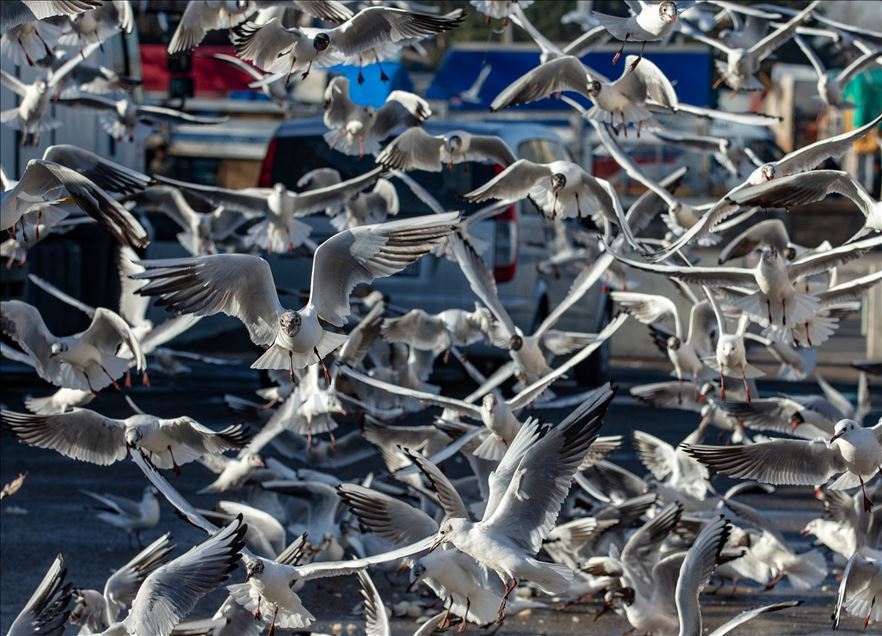 Seagulls in Ankara