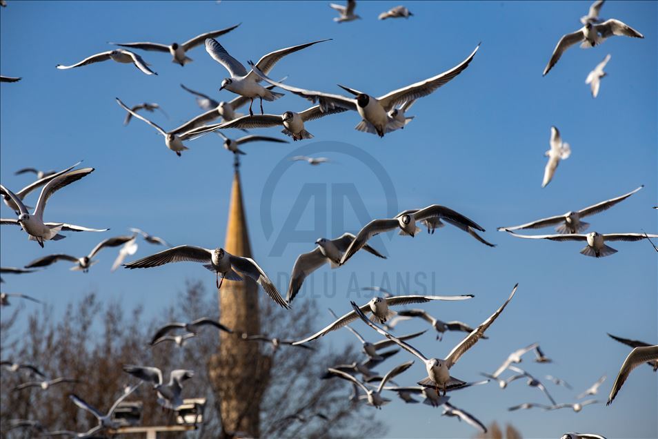 Seagulls in Ankara