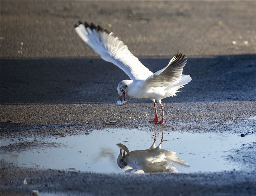 Seagulls in Ankara