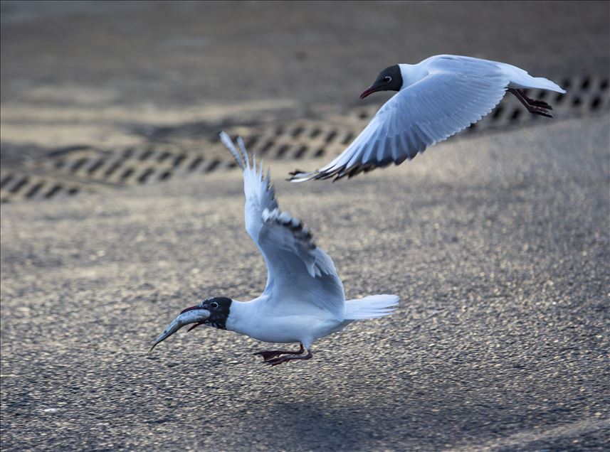 Seagulls in Ankara