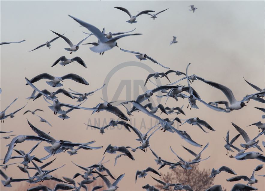 Seagulls in Ankara