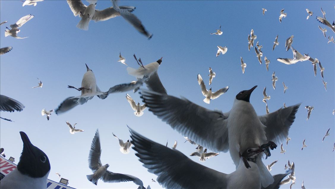 Seagulls in Ankara
