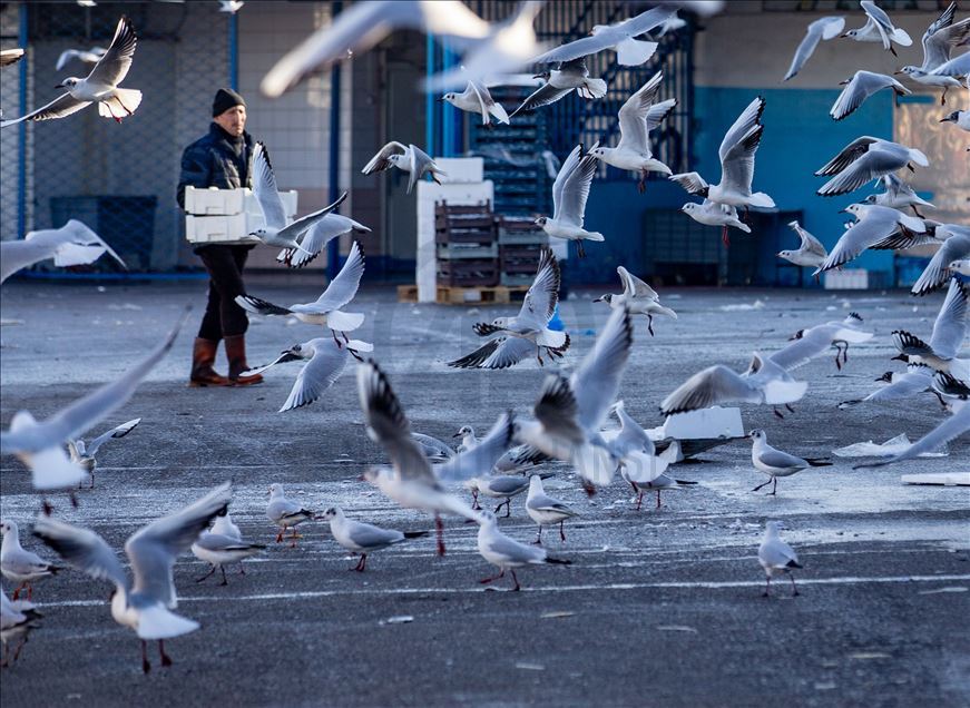 Seagulls in Ankara
