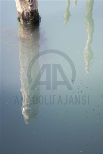 Kanal-kanal Venezia kembali jernih akibat karantina virus korona