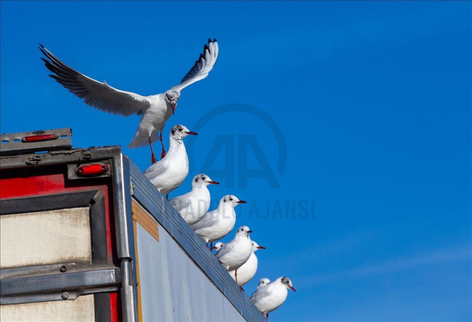 Seagulls in Ankara