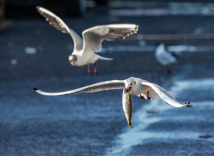 Seagulls in Ankara