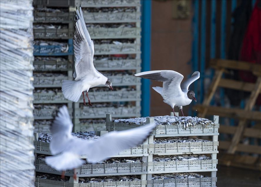 Seagulls in Ankara