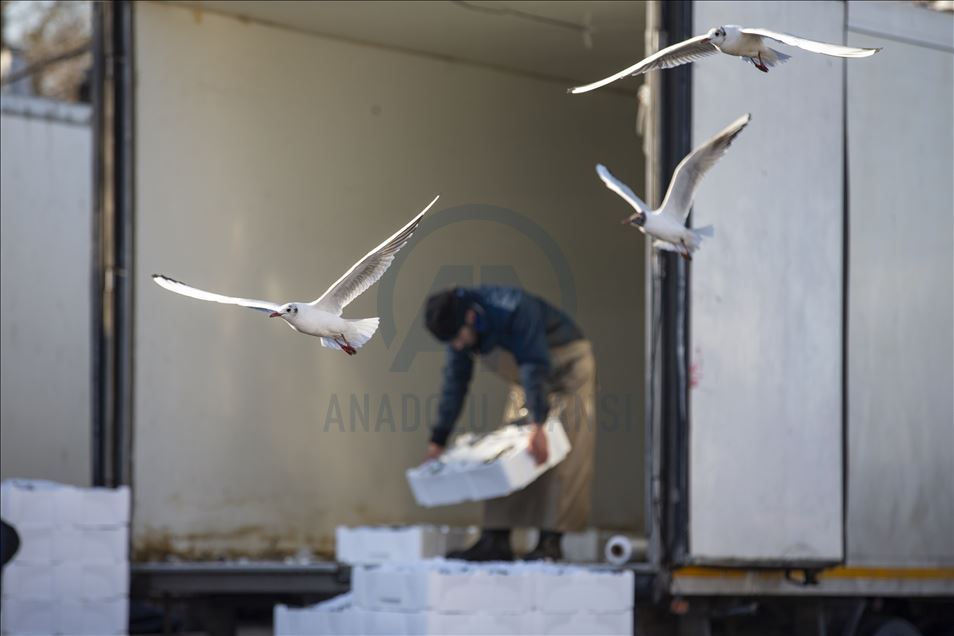 Seagulls in Ankara