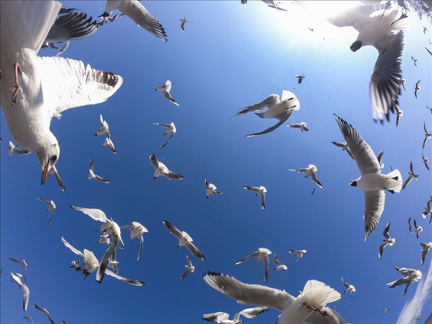 Seagulls in Ankara