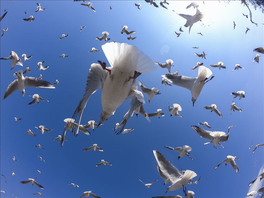 Seagulls in Ankara