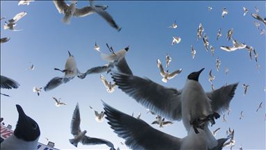 Seagulls in Ankara