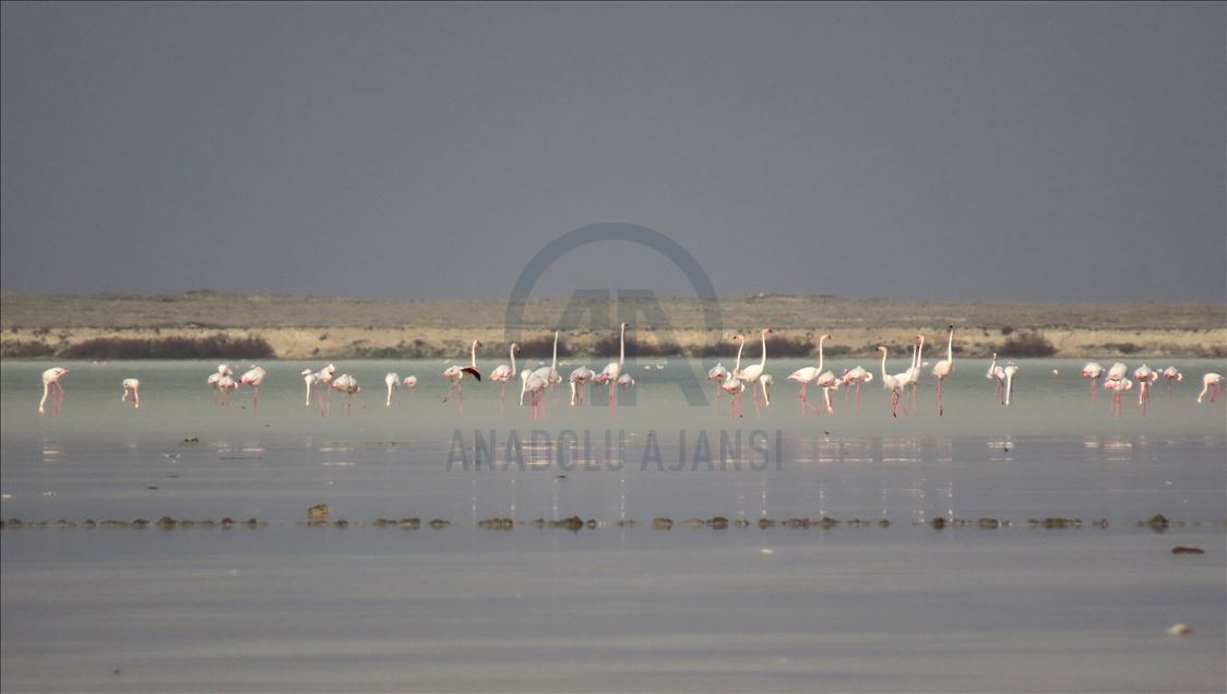 مصائب قوم عند قوم فوائد.. تدابير كورونا تعود بالخير على الطيور المهاجرة