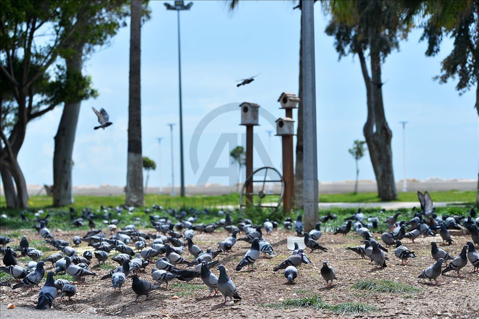Akdeniz sahilleri güvercinlere kaldı