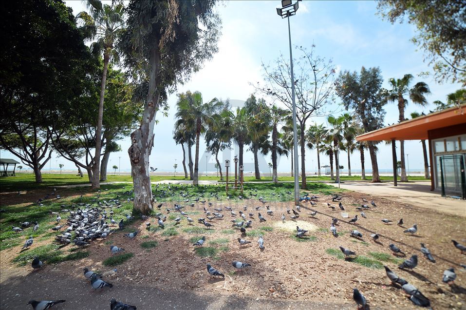 Akdeniz sahilleri güvercinlere kaldı