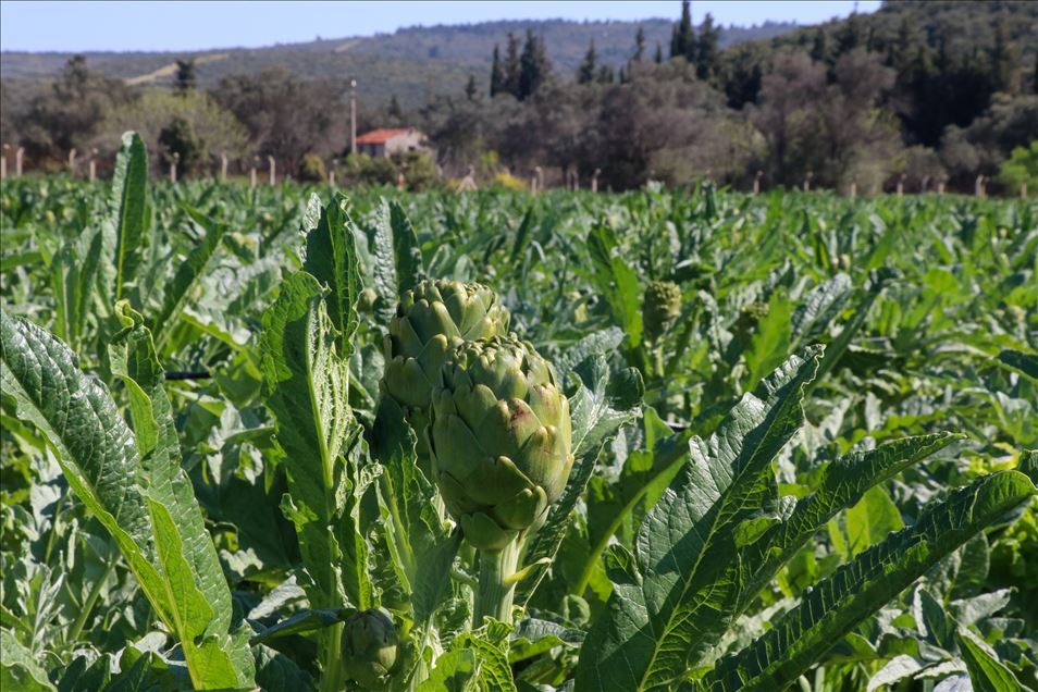 Urlalı kadınlar, sakız enginarını bu yıl sosyal medyadan satıyor